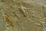 Fossil Bird Track Plate - Green River Formation, Utah #352249-1